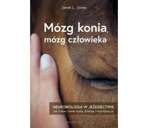 Mózg konia, mózg człowieka