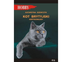 Kot brytyjski krótkowłosy w.4