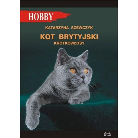 Kot brytyjski krótkowłosy w.4